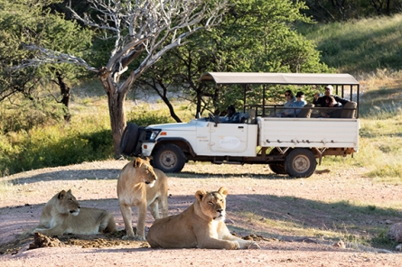 Mount Etjo Game Drive Activity Mount Etjo Game Drive Activity