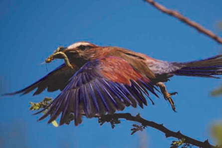 Mount Etjo Birding Activity Mount Etjo Birding Activity