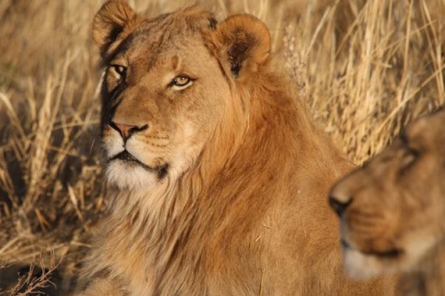 Mount Etjo Lion Feed Activity Mount Etjo Lion Feed Activity