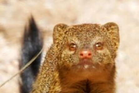Mongoose Mongoose