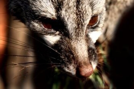 Small Spotted Genet
