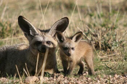 Bat-Eared Fox Bat-Eared Fox