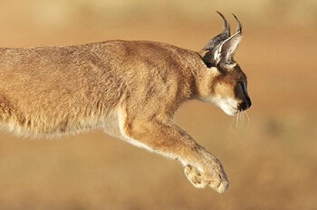 Caracal