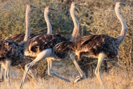 Ostrich Ostrich