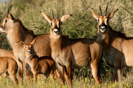 Roan Antelope Roan Antelope