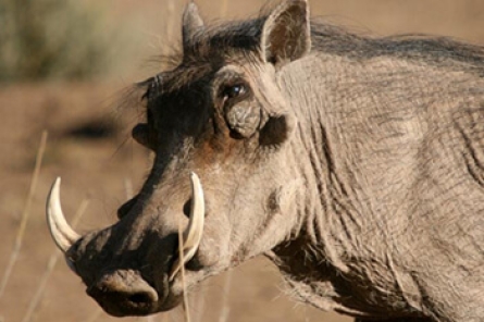 Warthog