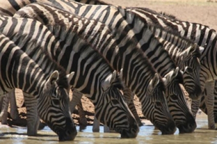 Zebra Zebra